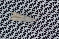 Coleophora otidipennella