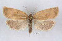 Aphelia viburnana