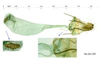 Agonopterix subpropinquella
