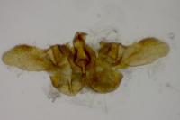 Bactra lancealana