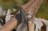 Glyphipterix fuscoviridella