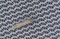 Coleophora otidipennella