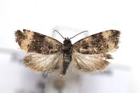 Endothenia marginana