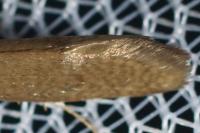 Nematopogon