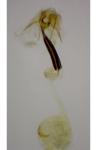 Coleophora ditella