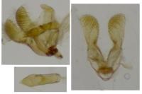 Grapholita gemmiferana