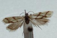 Aethes fennicana