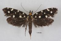 Euplocamus anthracinalis