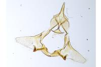 Cnephasia bizensis