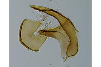 Cnephasia bizensis