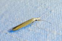 Coleophora flaviella