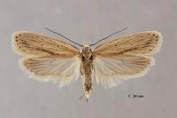 Agonopterix pallorella