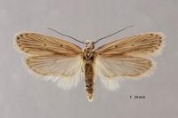 Agonopterix pallorella