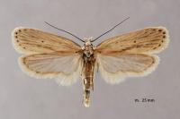 Agonopterix pallorella