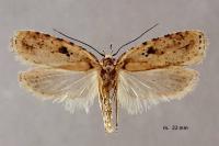 Agonopterix arenella