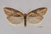 Doloploca punctulana