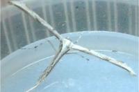 Emmelina monodactyla