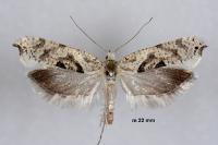 Ypsolopha asperella