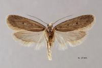 Depressaria gallicella