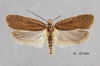 Agonopterix subpropinquella