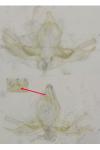 Blastobasis