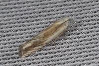 Eucosma albidulana