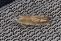 Eucosma albidulana