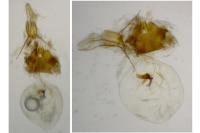 Eucosma albidulana