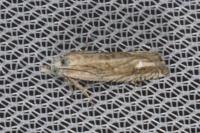 Eucosma albidulana