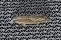 Eucosma albidulana