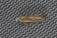 Eucosma albidulana
