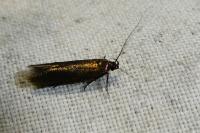 Oxypteryx unicolorella