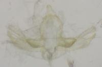 Blastobasis
