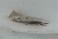 Elachista biatomella