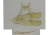 Elachista stabilella