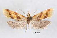 Aethes