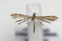 Oxyptilus laetus