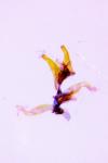 Oxyptilus laetus