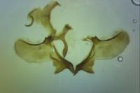 Aethes margarotana