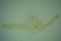 Elachista dispunctella