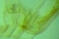 Elachista dispunctella