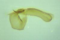 Cochylimorpha straminea