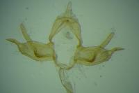 Blastobasis glandulella