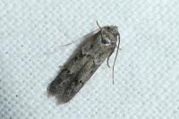 Blastobasis glandulella