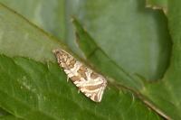 Celypha rivulana