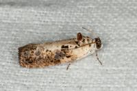Hedya salicella