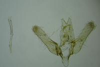 Elachista dispunctella