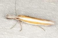 Pleurota aristella