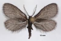 Epichnopterix plumella