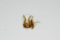 Acleris ferrugana